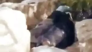 ولد يزنق صاحبته ف الشقه